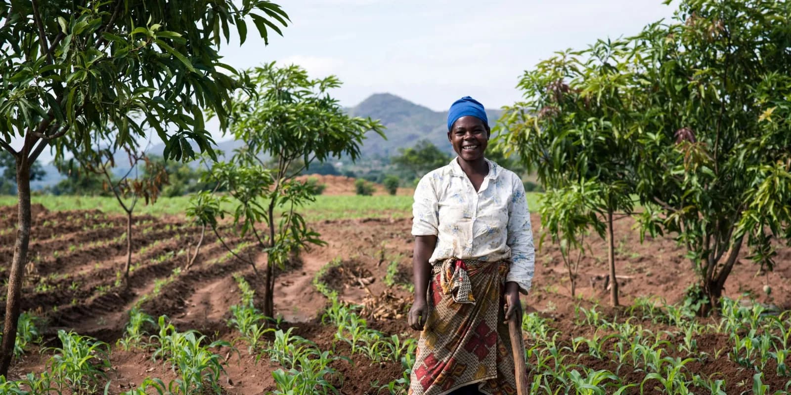 A farmer standing among crops and trees in a field served by One Acre Fund
