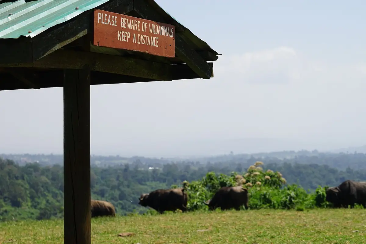 Buffaloes grazing at an Aberdare viewpoint