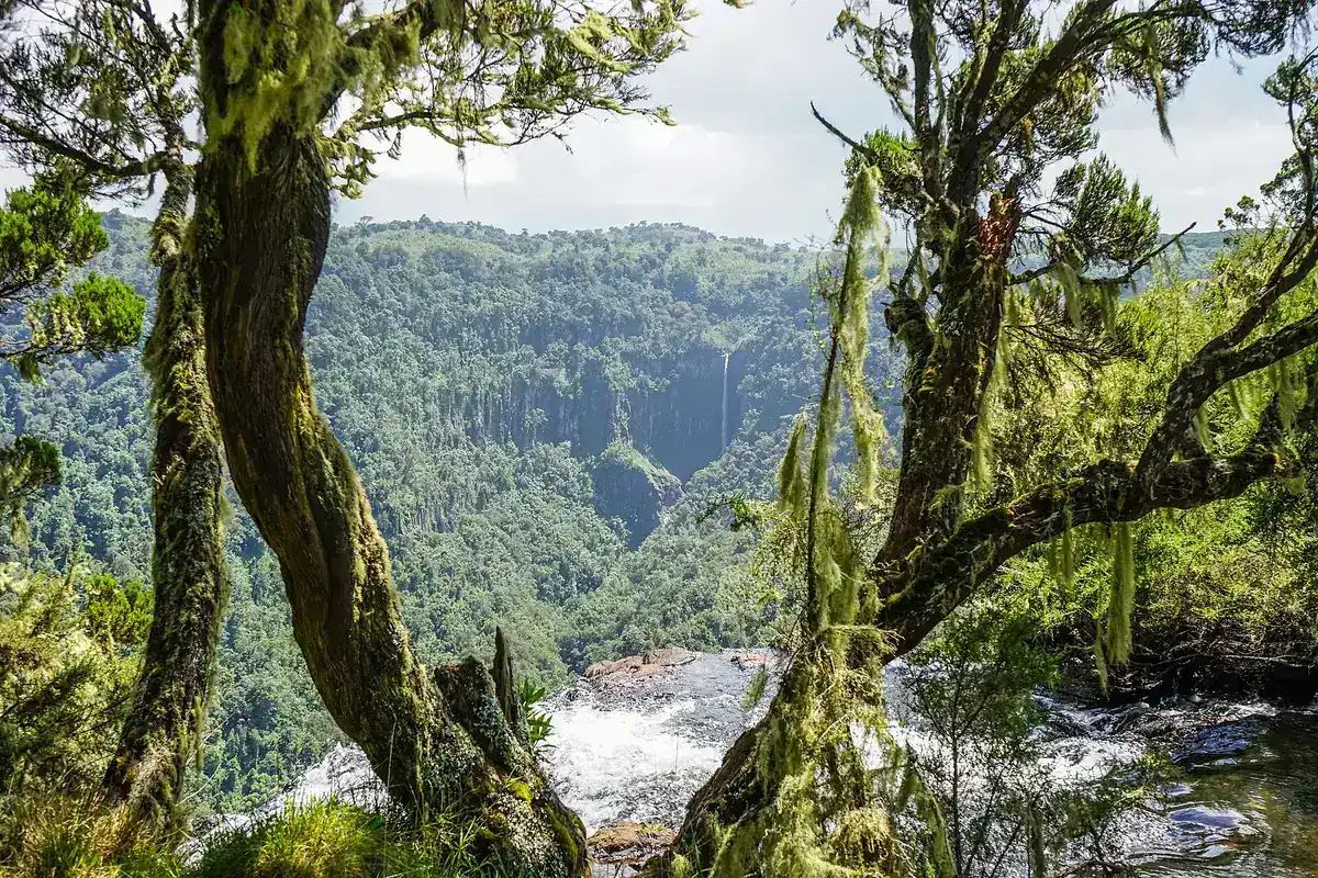 A waterfall seen through moss-covered trees in the Aberdare