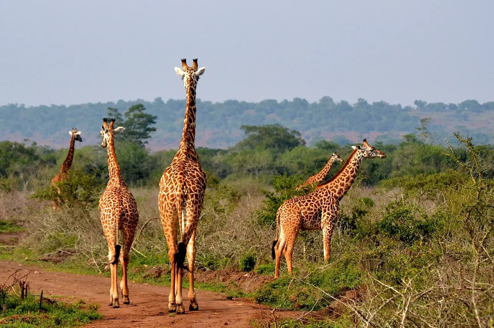 Masai giraffes walking along a track in Akagera National Park
