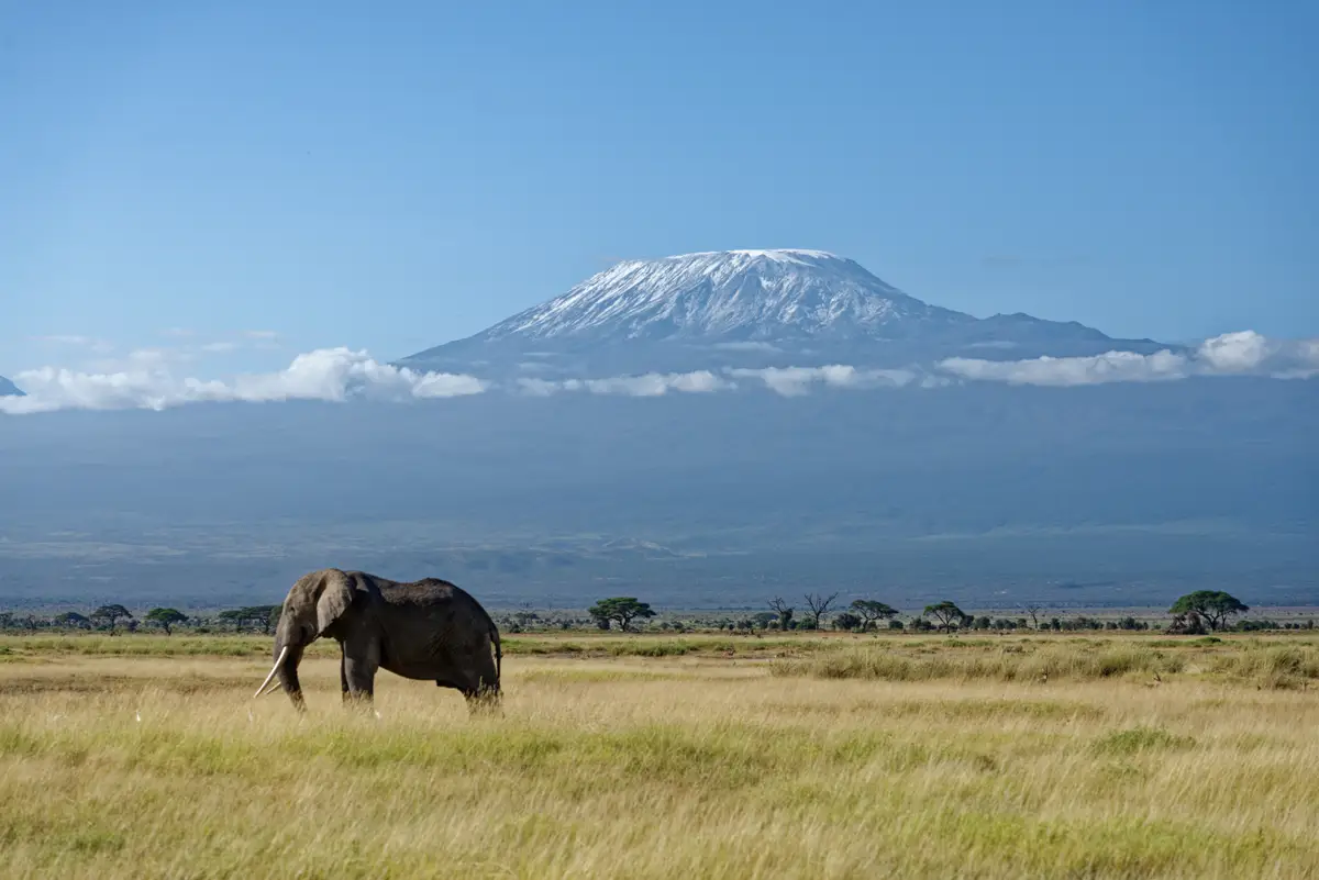 A lone elephant with Kilimanjaro behind