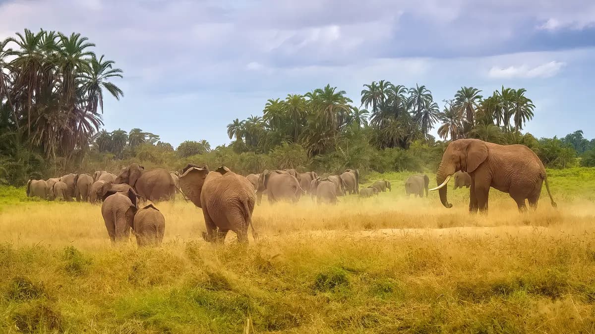 An elephant family among palms in Amboseli