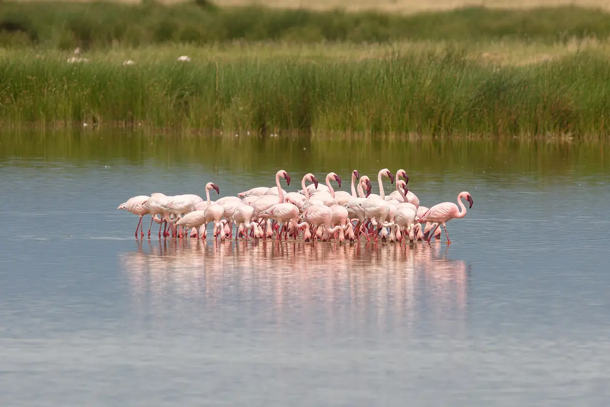Lesser flamingos wading in Amboseli