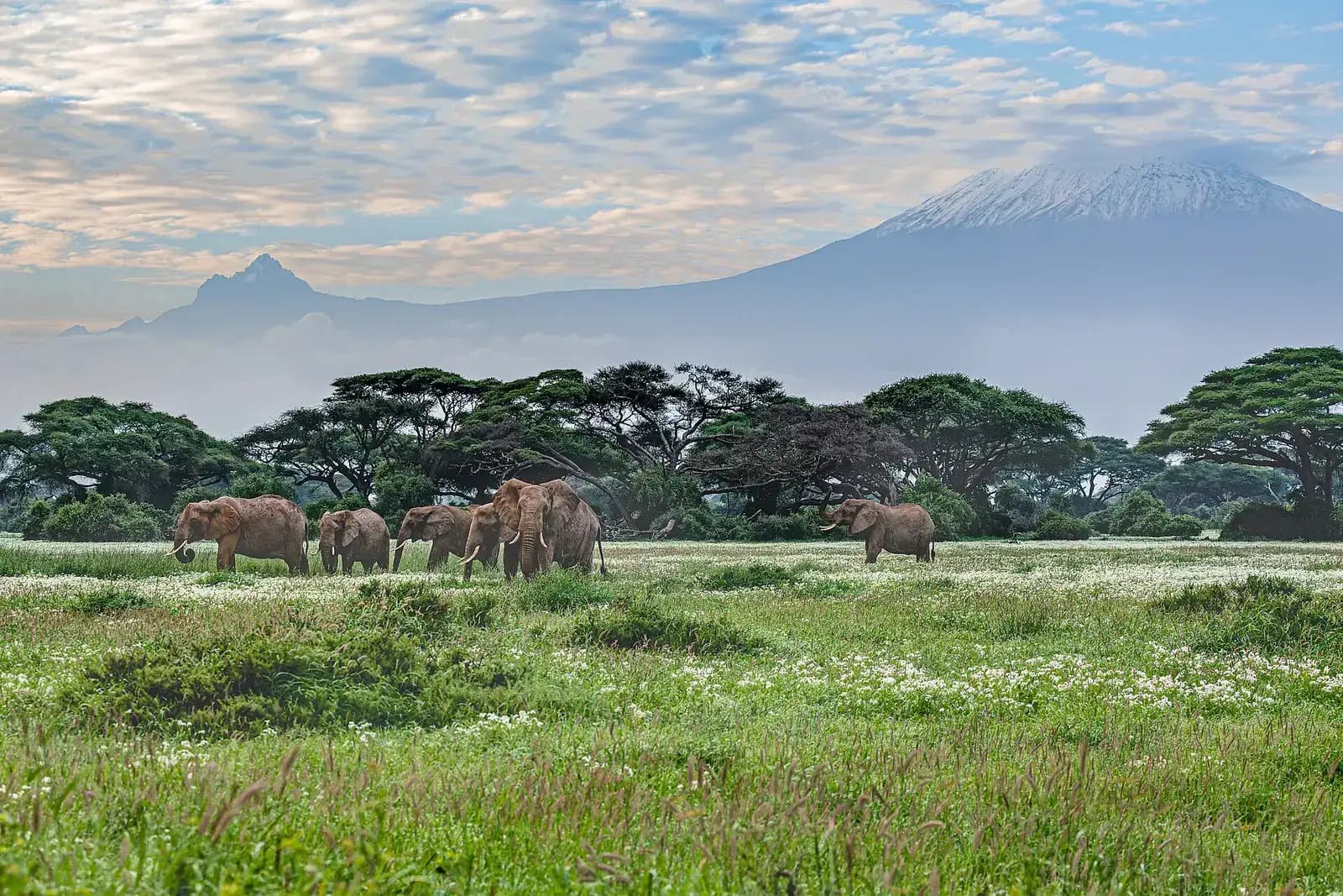 Elephants in Amboseli's swamp grass below Mount Kilimanjaro
