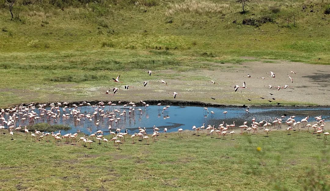 Flamingos on one of the Momella Lakes