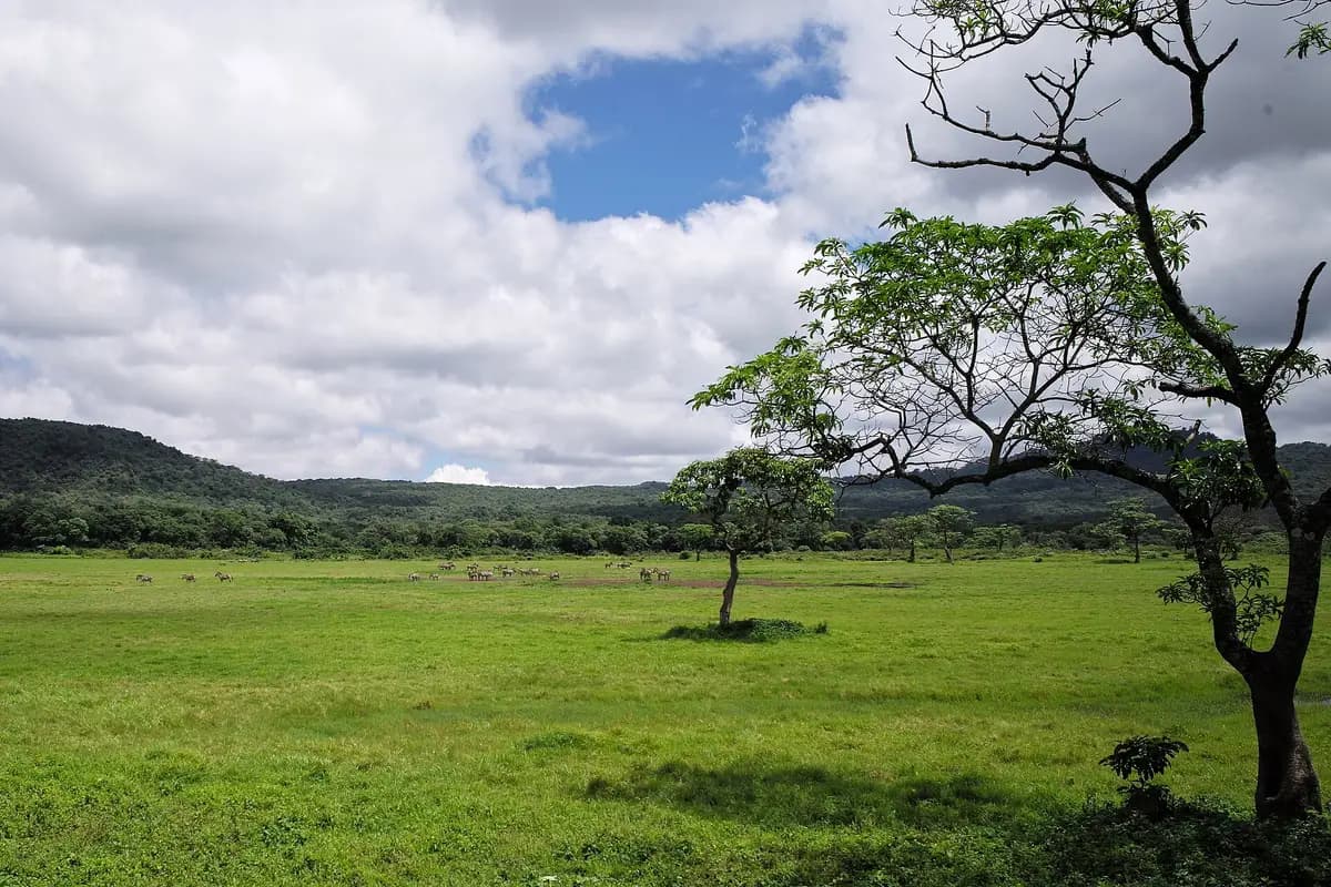 Open grassland and forest in Arusha National Park
