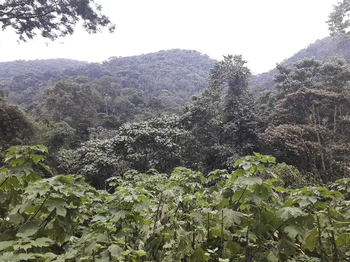 Forested ridges of Bwindi seen from Buhoma