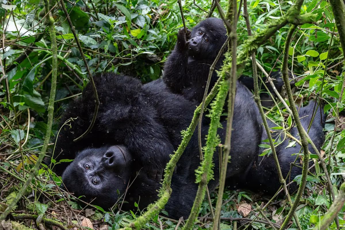 A mountain gorilla mother and infant resting among vines