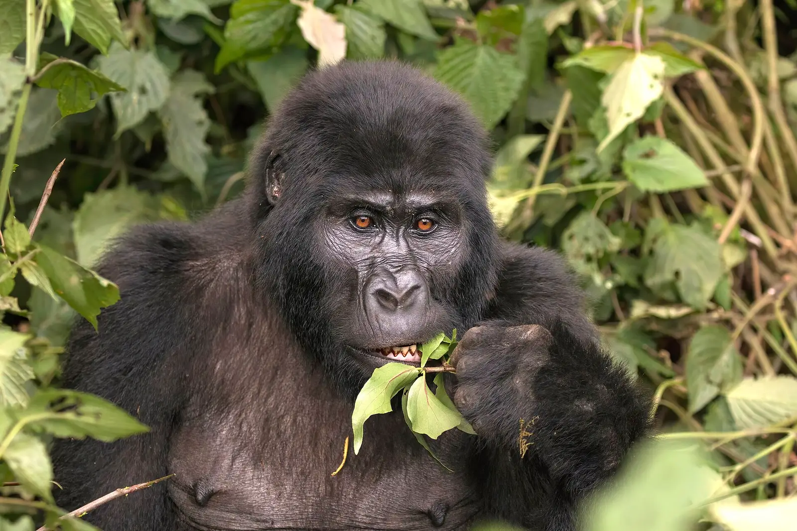 A mountain gorilla feeding on leaves in Bwindi Impenetrable Forest