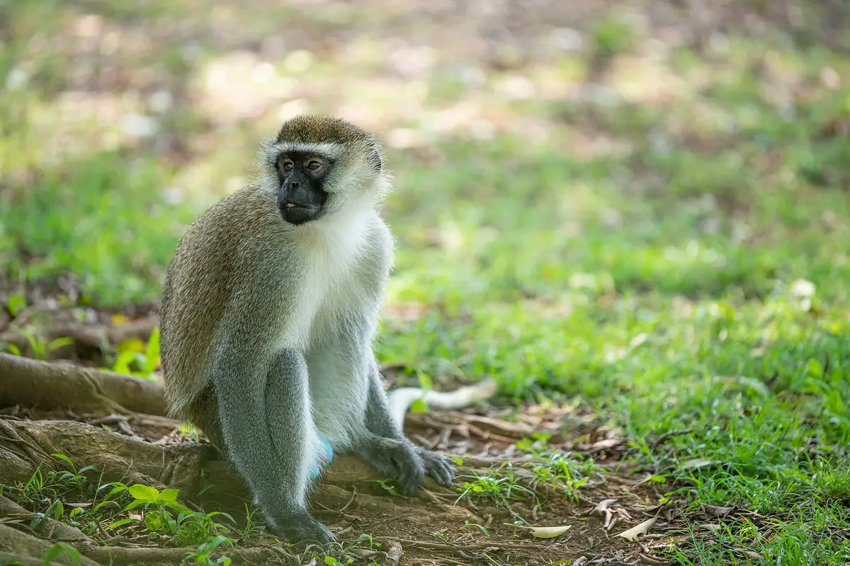 A vervet monkey in Entebbe Botanical Gardens
