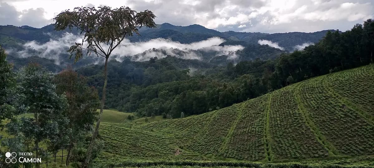 Gishwati's natural forest above tea fields and misty hills