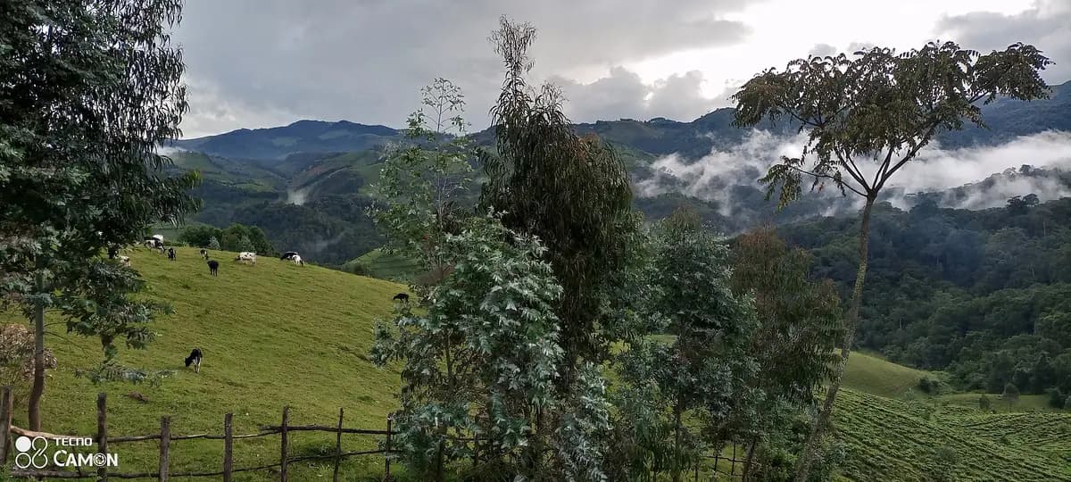Forest and pasture on the edge of Gishwati under low cloud