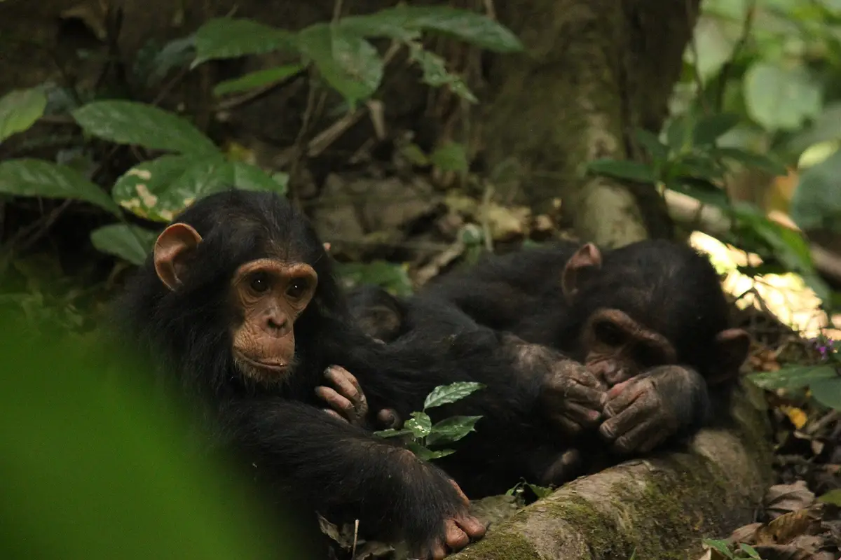 Young chimpanzees resting on the forest floor at Gombe