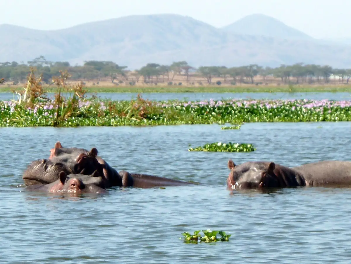 Hippos in Lake Naivasha