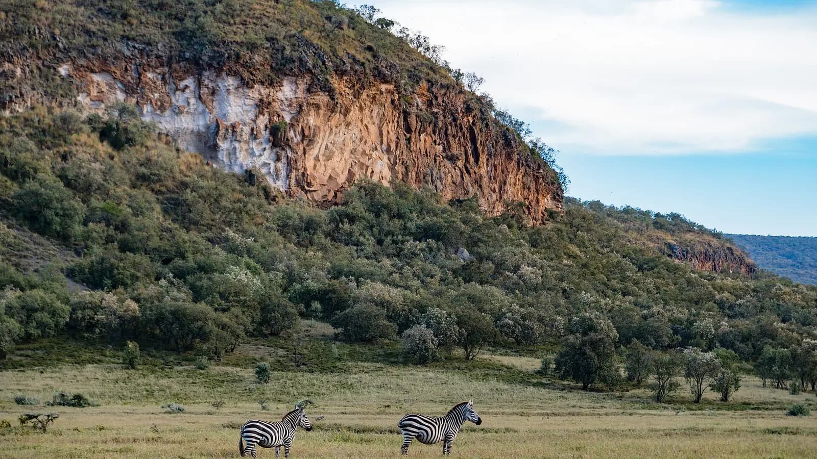 Zebras below the red cliffs of Hell's Gate