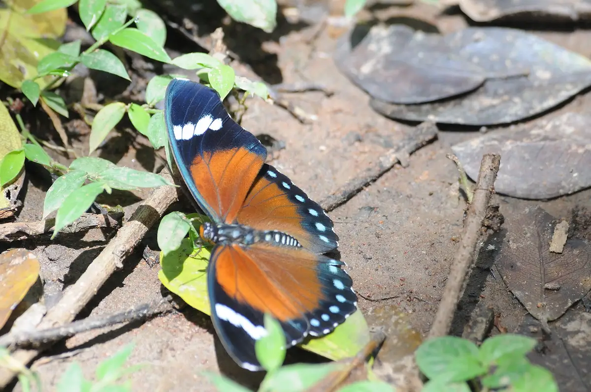 A butterfly on the Kakamega forest floor