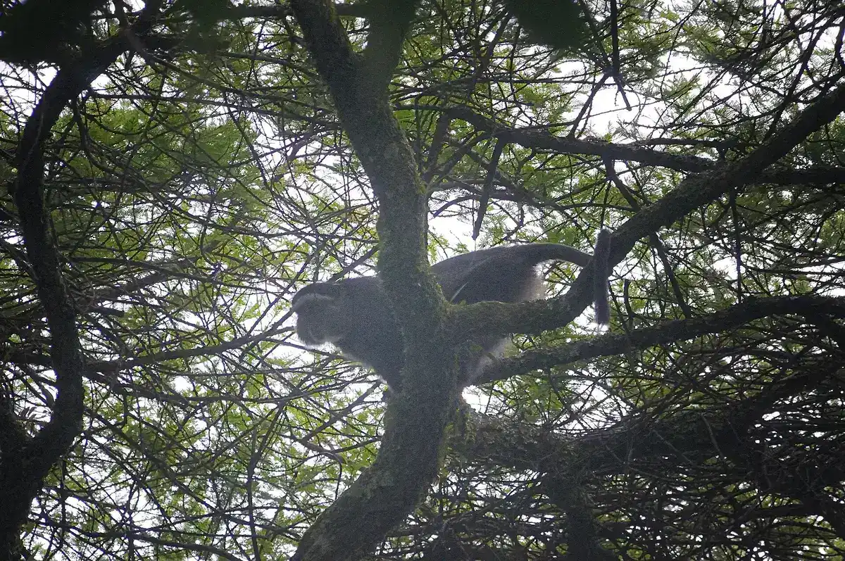 A blue monkey in a tree in Kakamega Forest