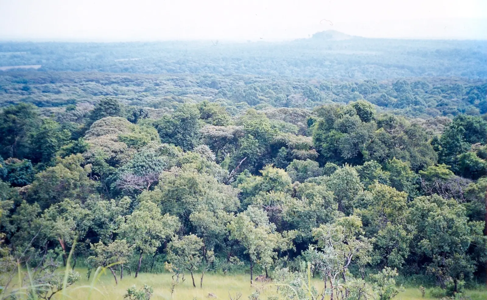 The canopy of Kakamega Forest
