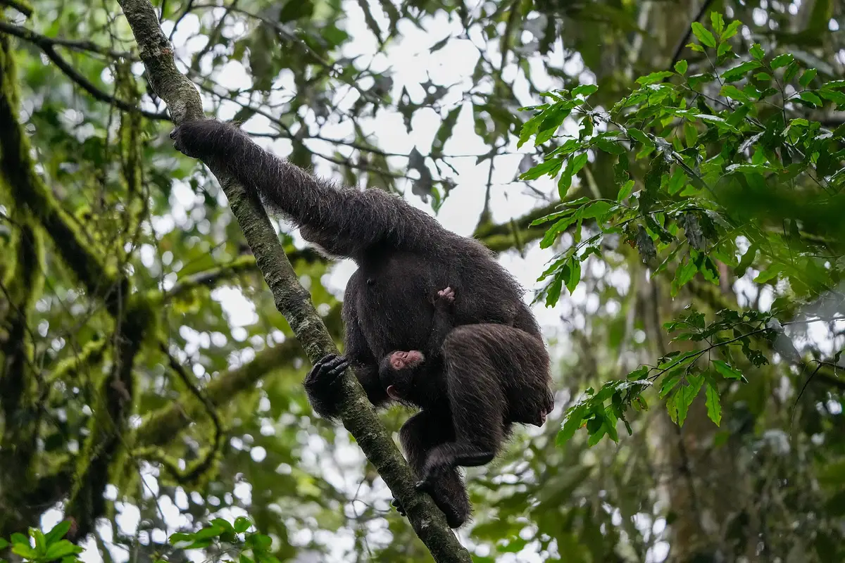 A chimpanzee mother carrying her baby in a tree