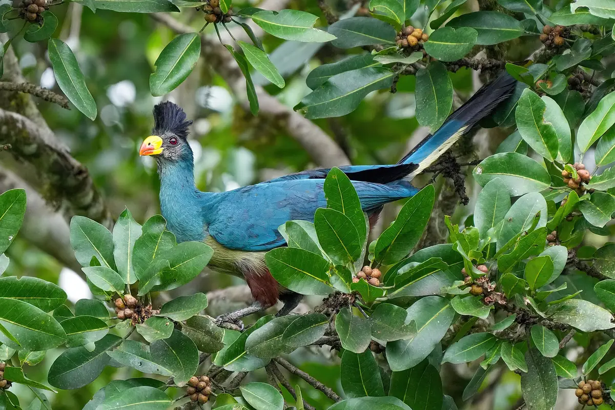 A great blue turaco in the Kibale forest canopy