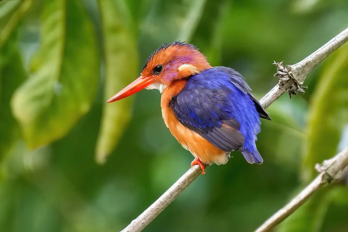 An African pygmy kingfisher perched in Kibale