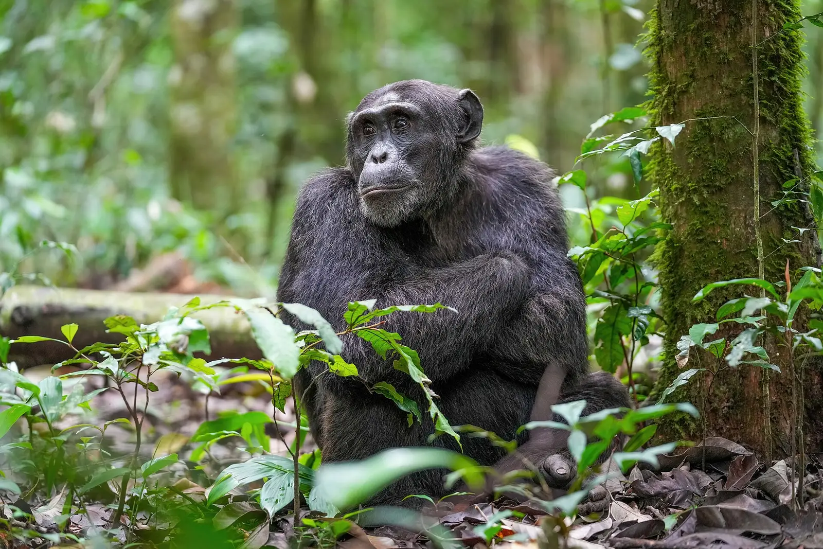 An alpha male chimpanzee sitting on the forest floor in Kibale