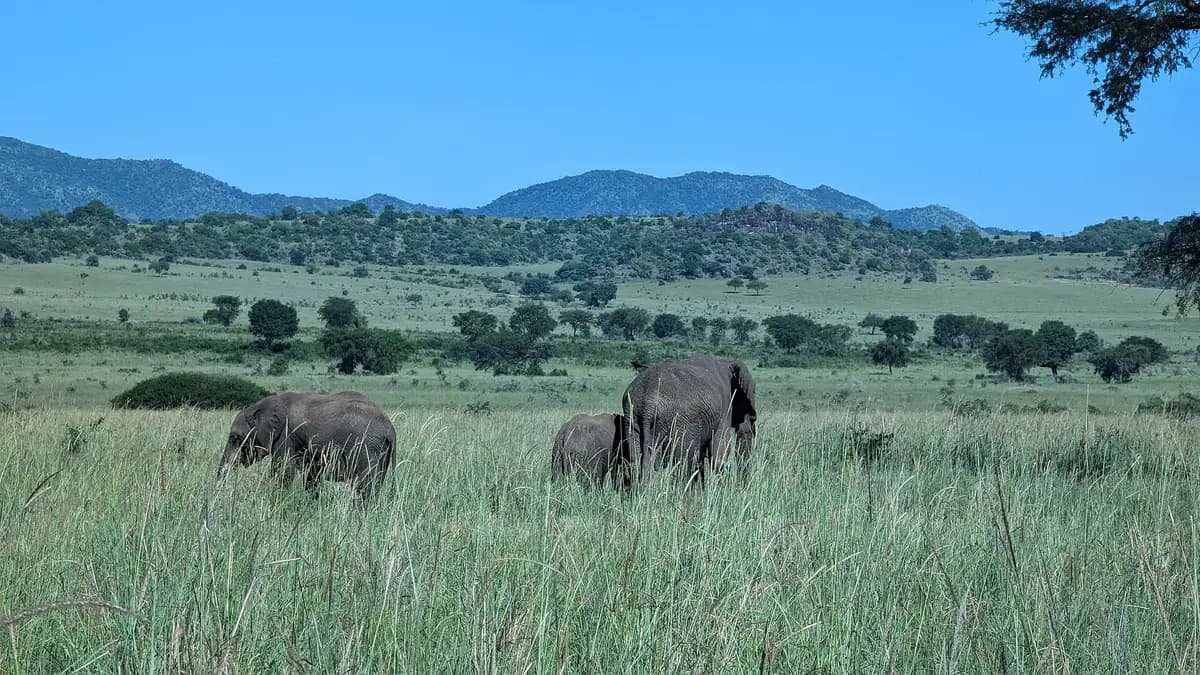 Elephants in tall grass in Kidepo Valley National Park