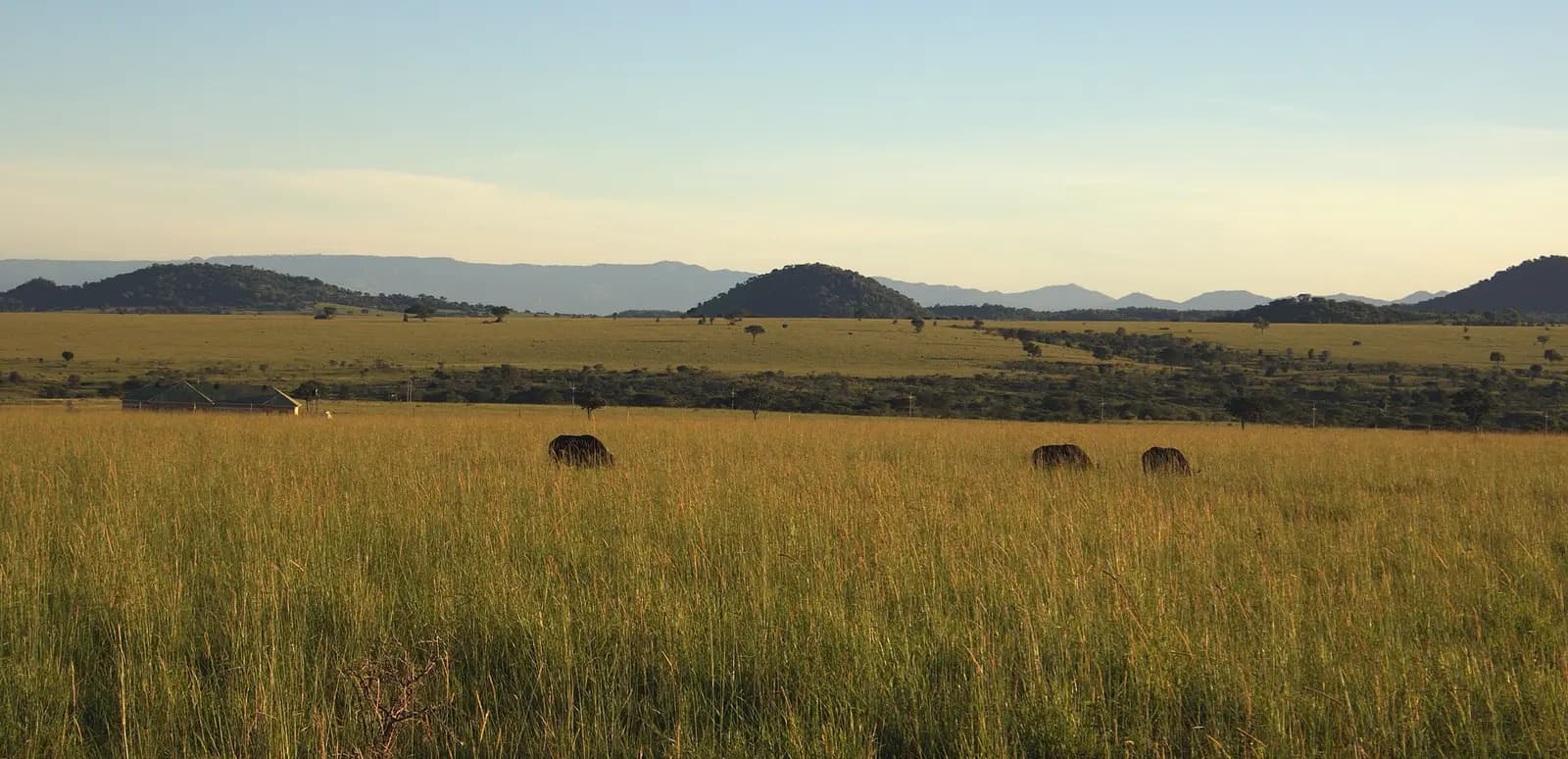 Golden savanna and distant mountains in Kidepo Valley