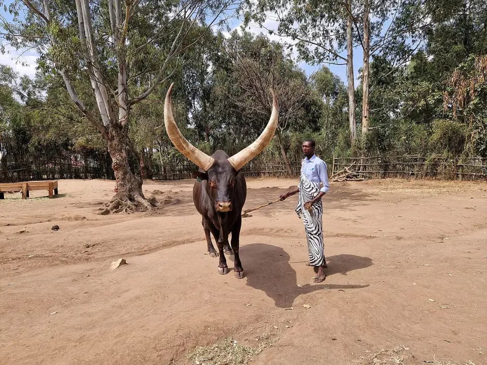 A keeper with a long-horned Inyambo cow at Nyanza