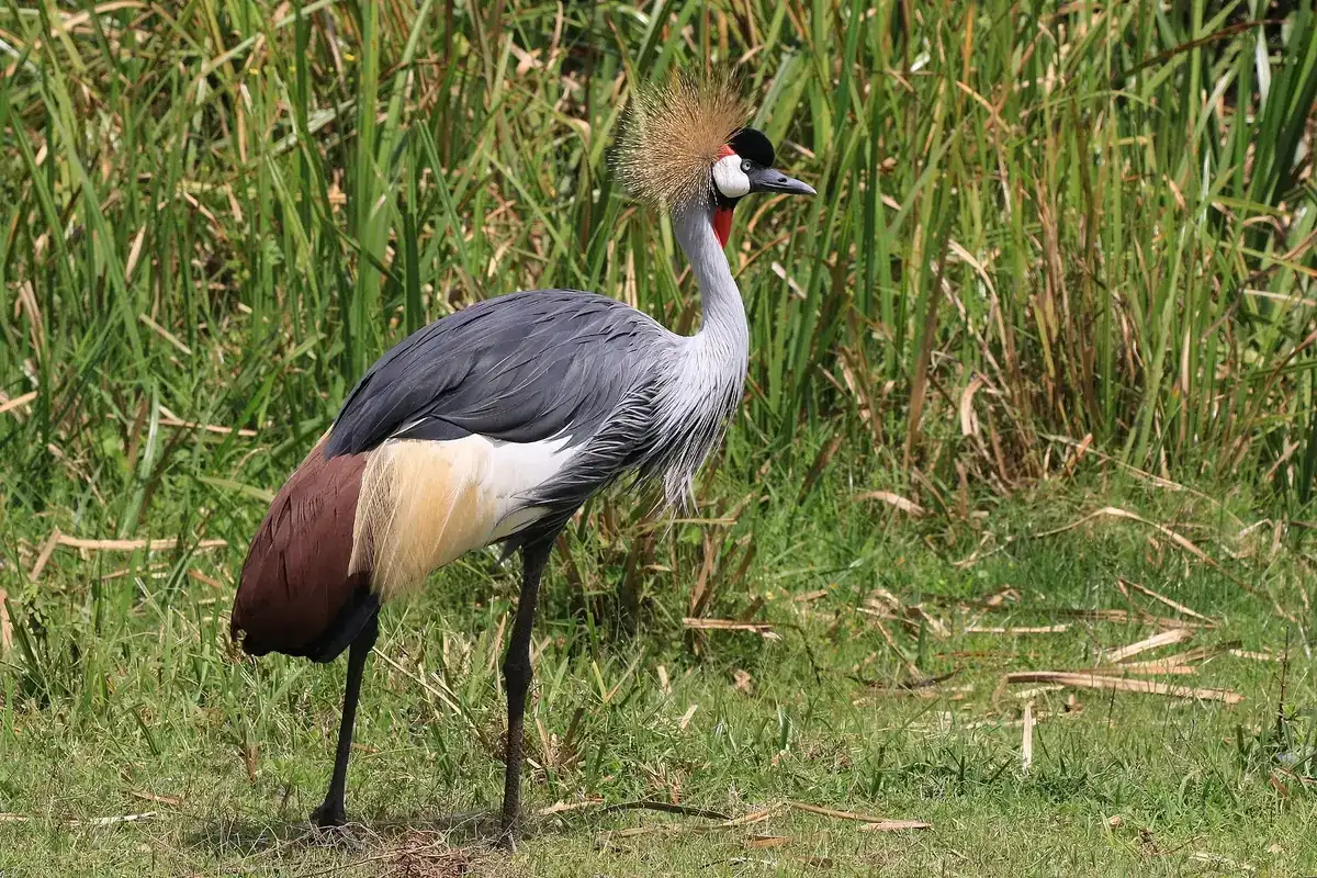 A grey crowned crane in the grass
