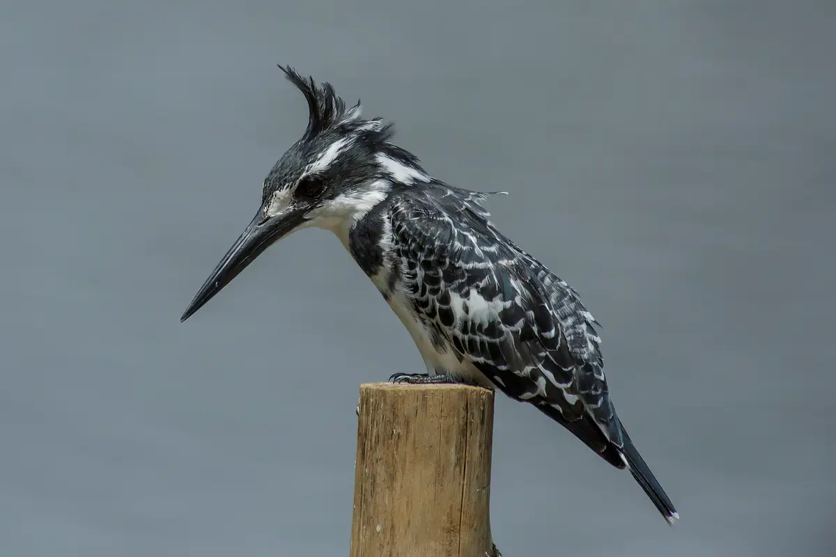 A pied kingfisher perched on a post at Lake Bunyonyi