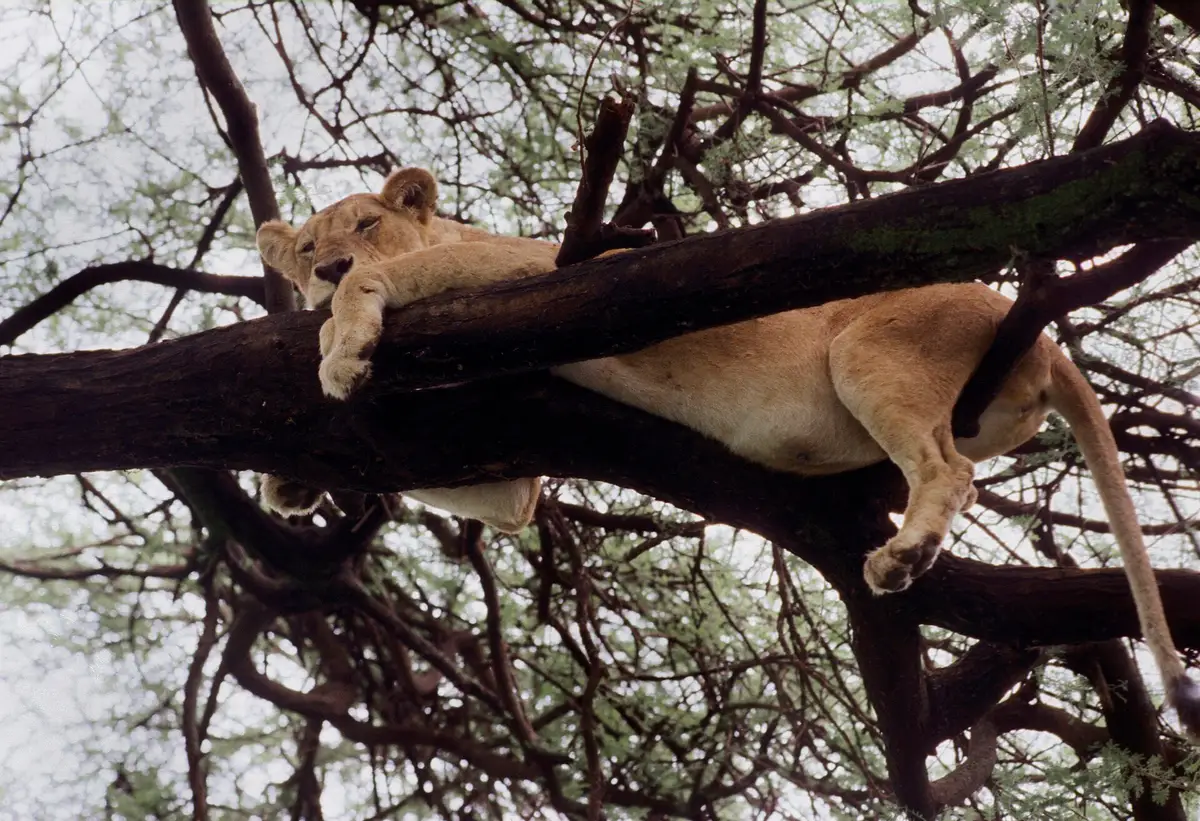 A lioness resting in a tree at Lake Manyara