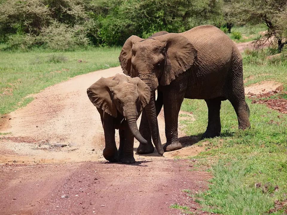 An elephant and calf on a track in Lake Manyara National Park