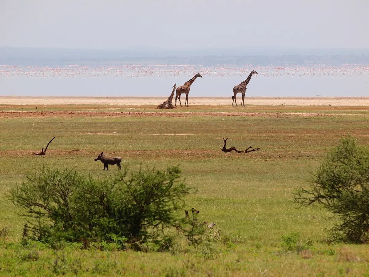 Giraffes on the grassy shore of Lake Manyara