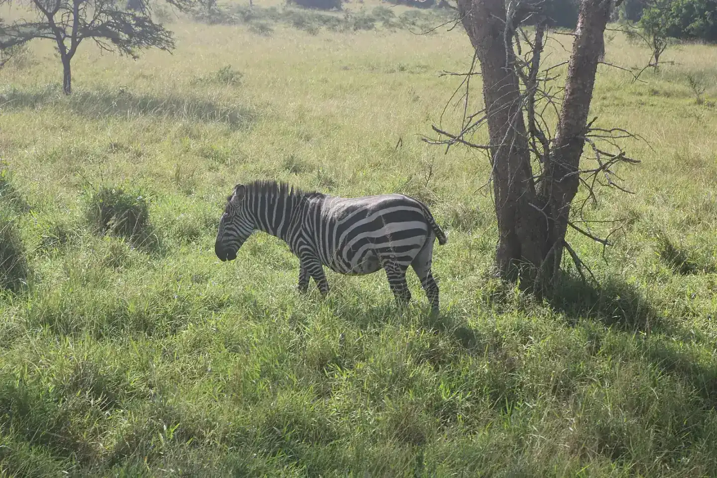 A zebra grazing on open grassland in Lake Mburo National Park