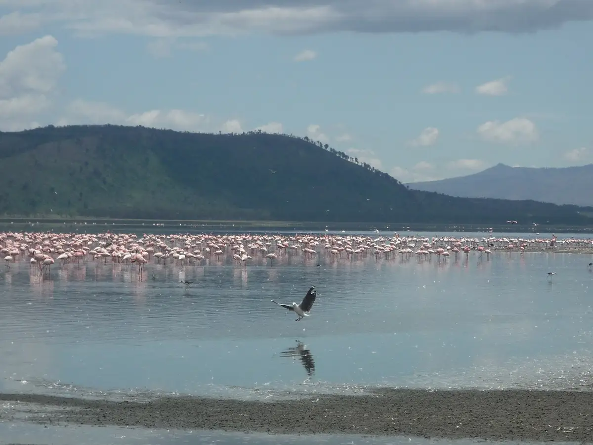 Flamingos lining Lake Nakuru below wooded hills