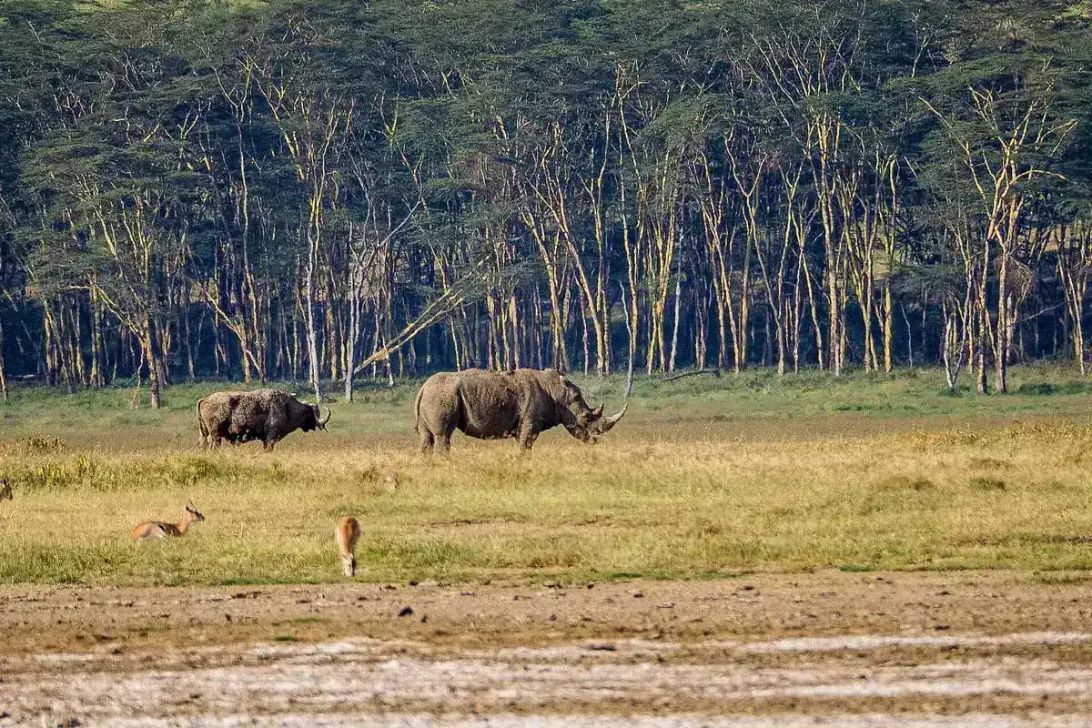 Rhinos grazing below yellow fever trees at Lake Nakuru