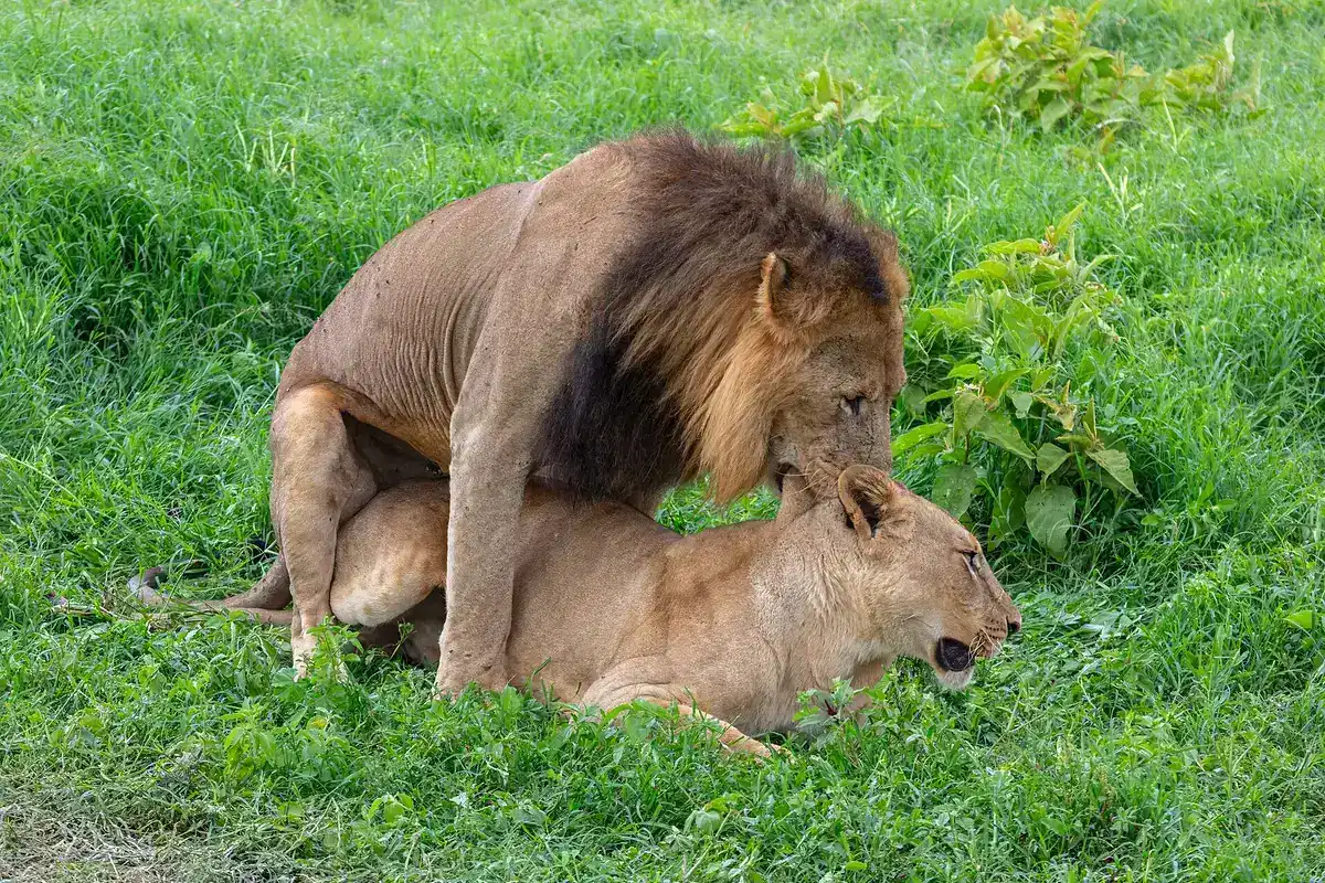 Lions in the grass at Lake Nakuru
