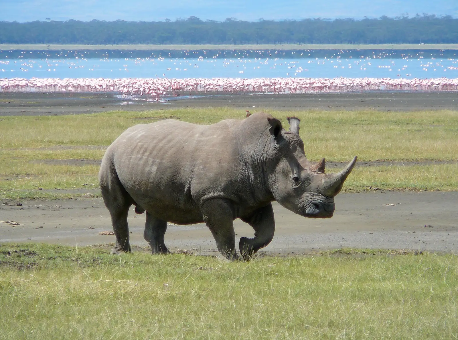 A white rhino with flamingos on Lake Nakuru behind