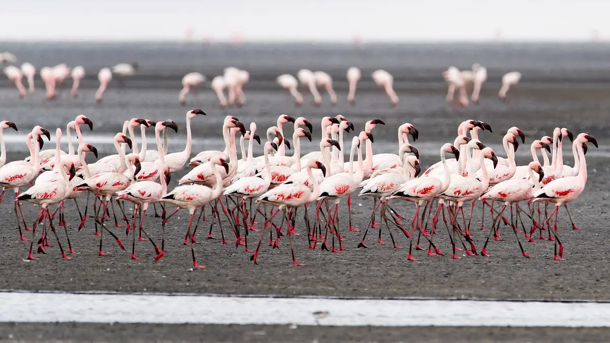 Lesser flamingos feeding at Lake Natron
