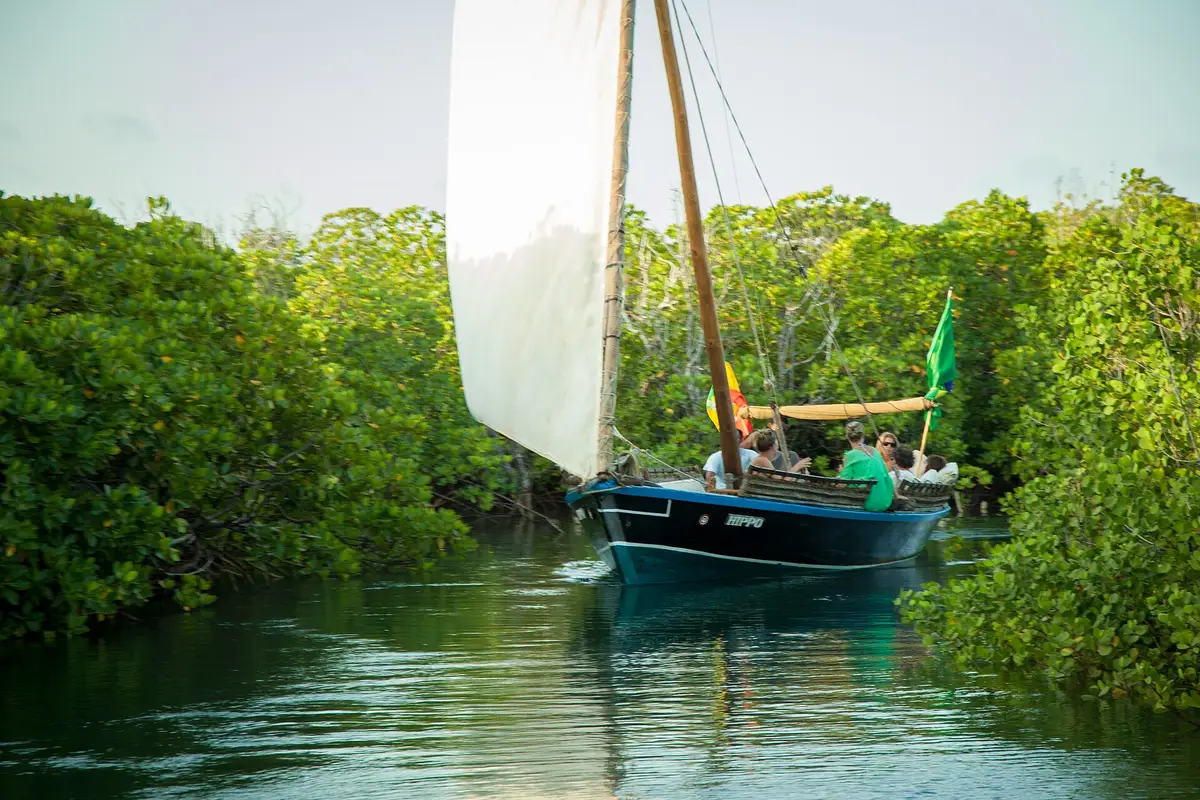A dhow sailing through mangroves near Lamu