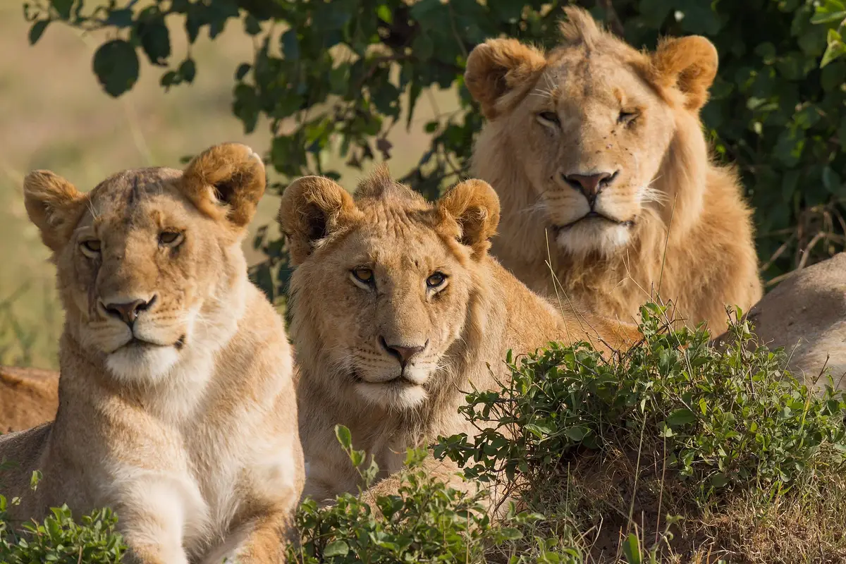 A pride of lions resting in the Maasai Mara