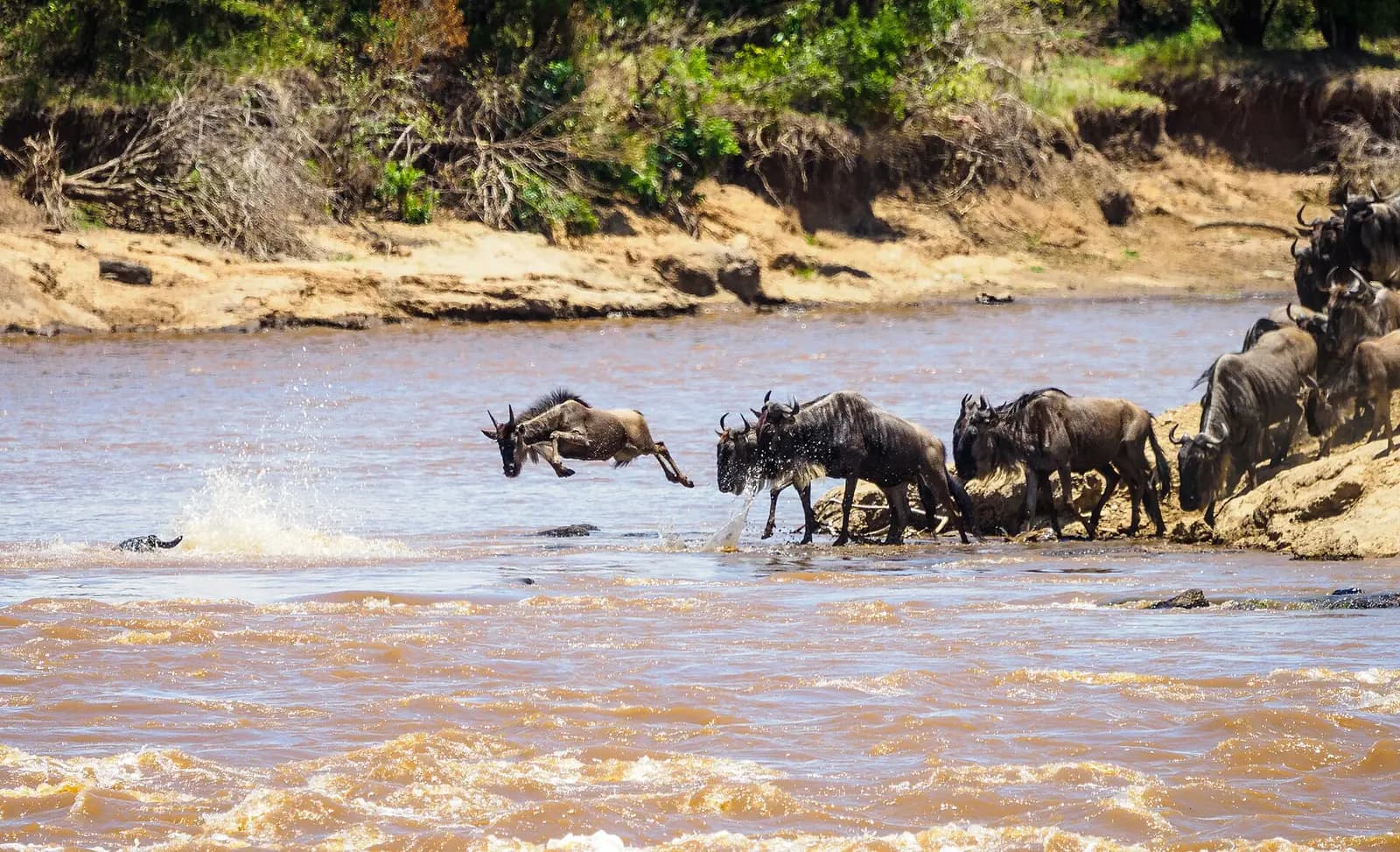 A wildebeest leaping into the Mara River during the migration