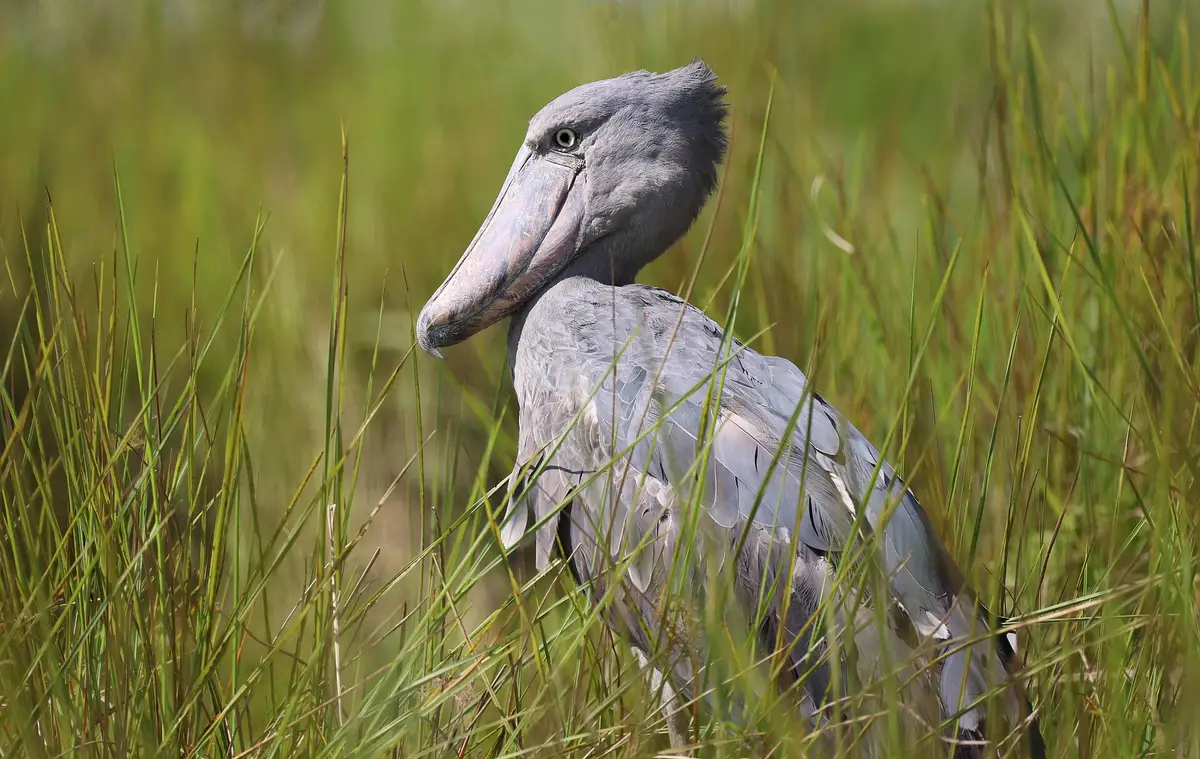 A shoebill standing in tall grass in Uganda