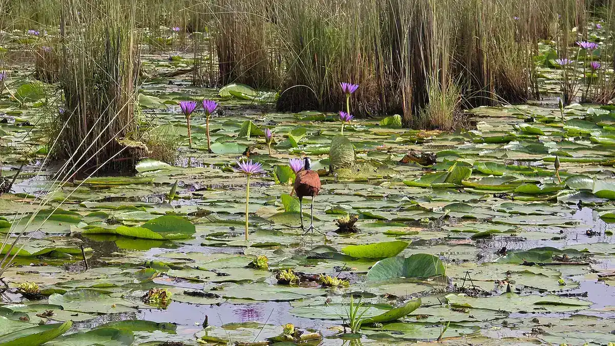 Lily pads and papyrus in the Mabamba swamp