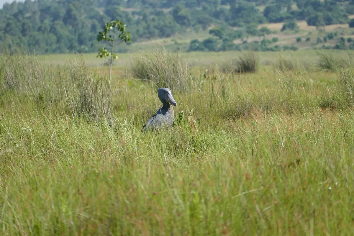 A shoebill in the open swamp at Mabamba