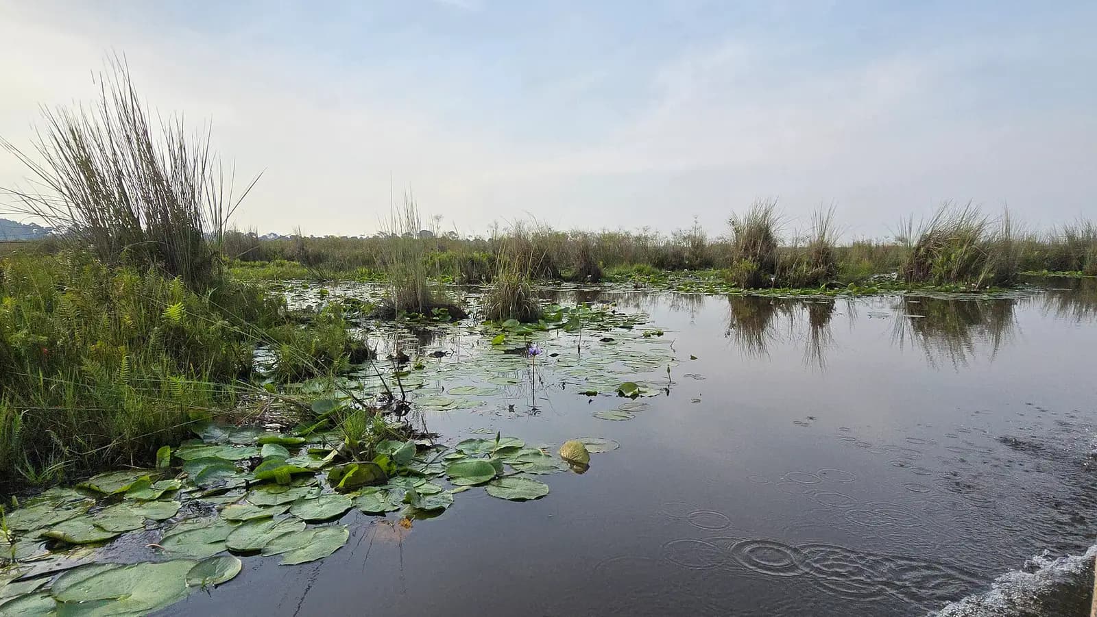 Water lilies and papyrus channels in Mabamba Bay wetland