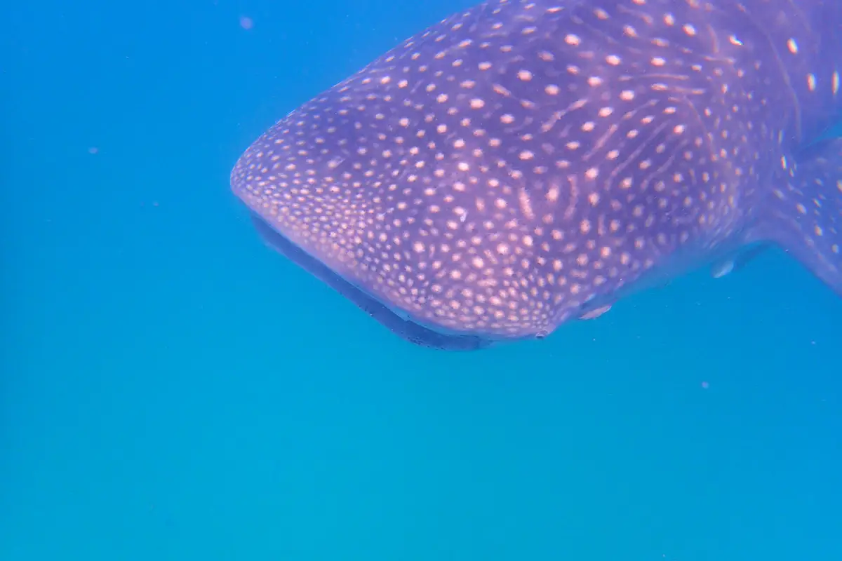 A whale shark swimming off Mafia Island