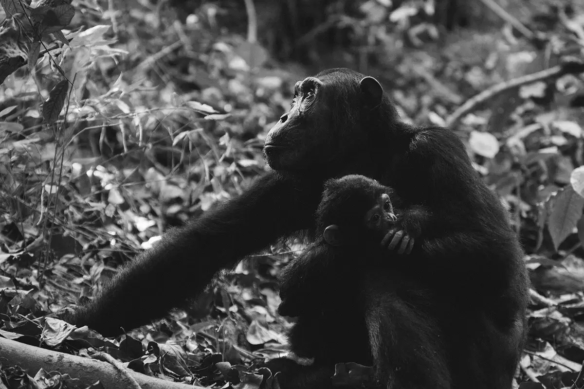 A chimpanzee mother holding her infant in Mahale Mountains National Park