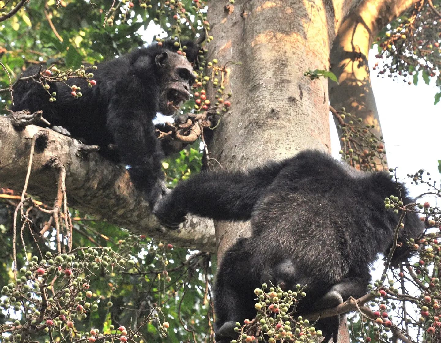 Adult male chimpanzees feeding in a fig tree in Mahale